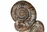 Free-Standing Fossil Ammonite (Hammatoceras) Pair - France #227339-1